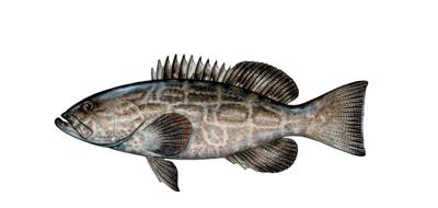 Black Grouper | Fish ID | floridasportfishing.com