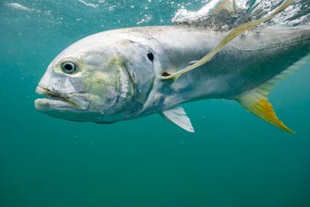 The Most Underrated Fish in Florida: The Jack Crevalle, InShore