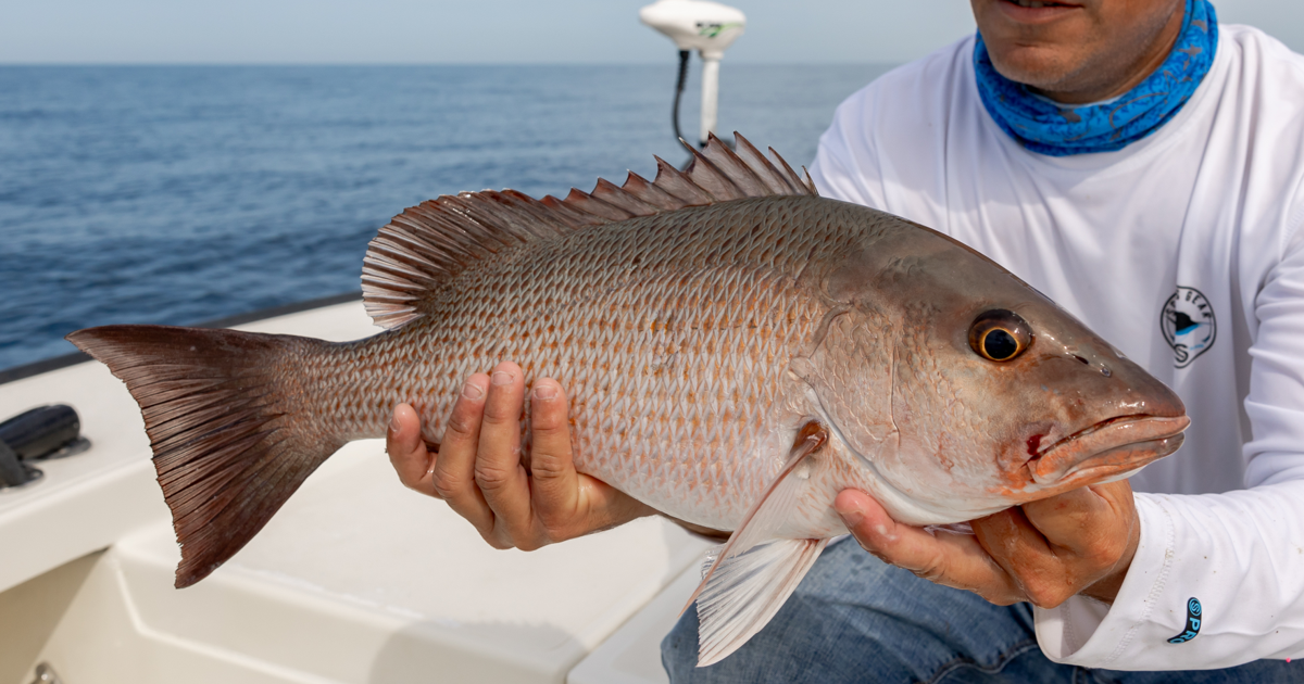 Expert Tips for Catching Mangrove Snapper in the Gulf | OffShore ...