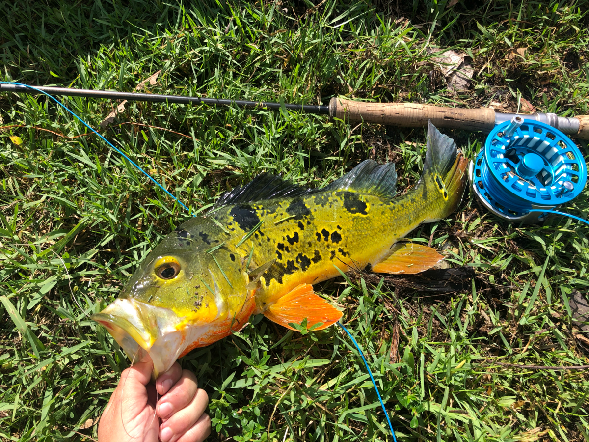 Peacock Bass Fishing, Freshwater Fly