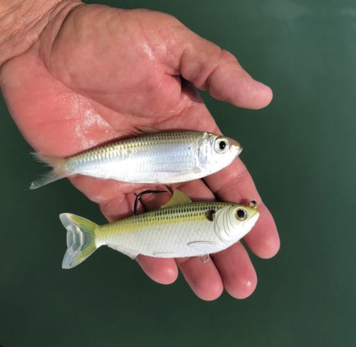 SNOOK SWIMBAIT SMACKDOWN WITH LIVETARGET, Press Releases