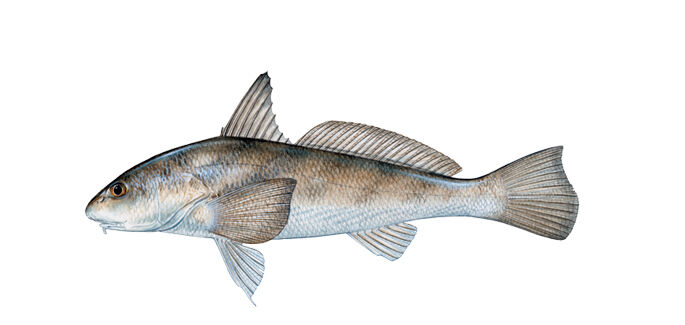 Southern Kingfish, Fish ID