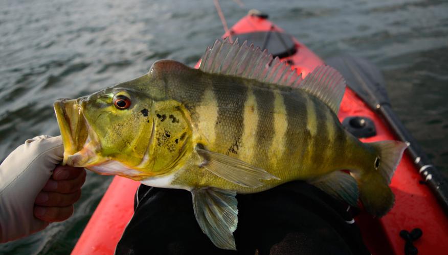 Mastering FlyFishing for Peacock Bass FreshWater