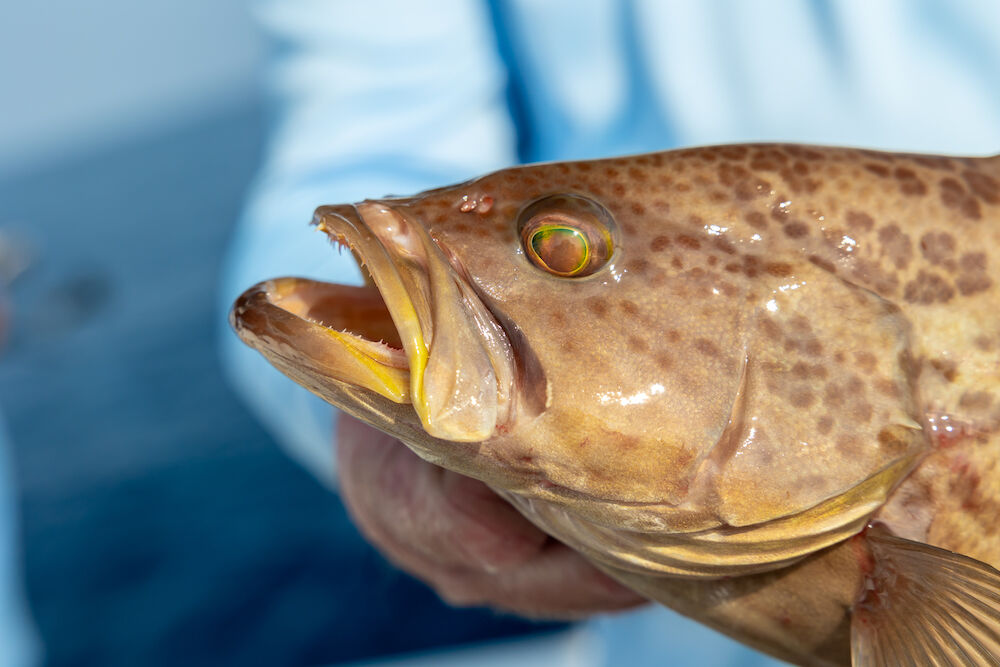 Species Spotlight: Scamp Grouper | OffShore | Floridasportfishing.com