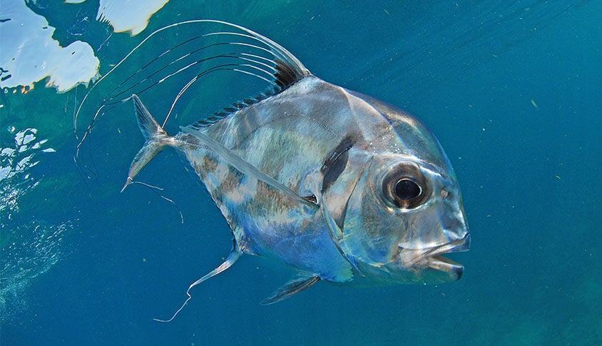 African Pompano, OffShore