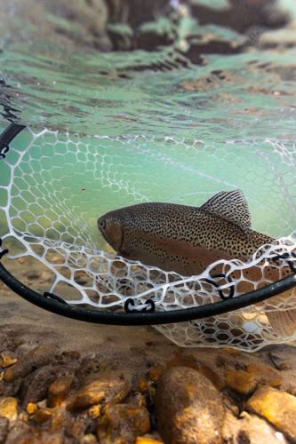 Destination Fish: Blue Ridge Georgia | FreshWater | floridasportfishing.com