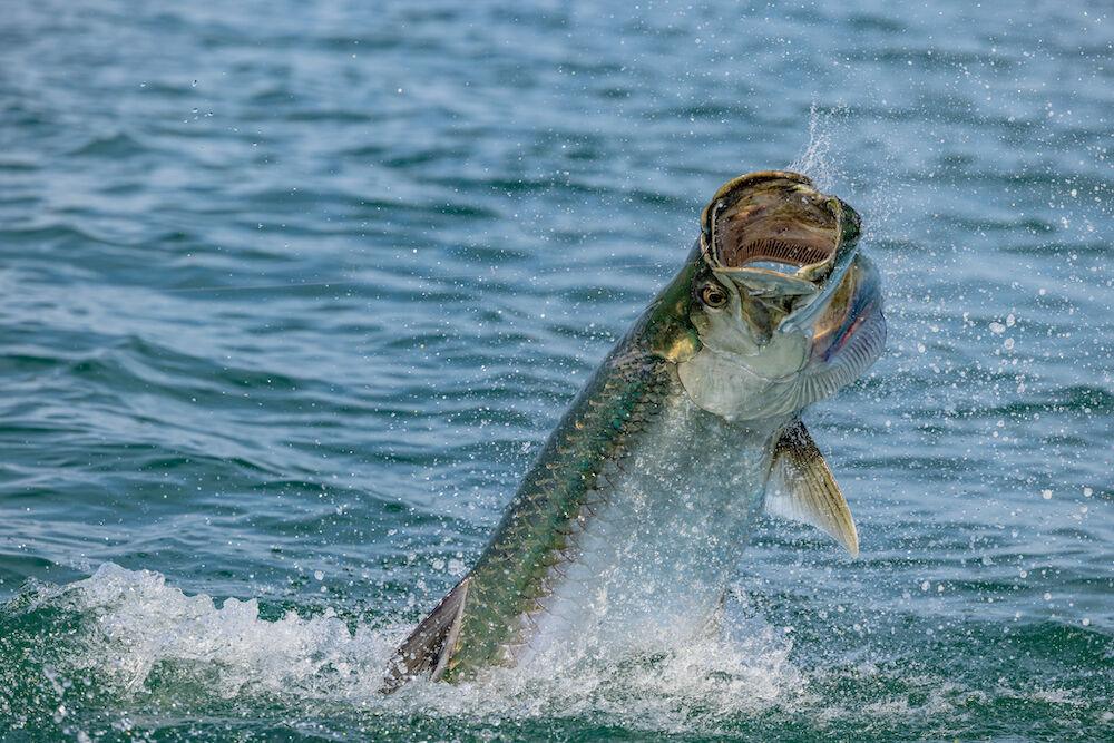 How to Catch Big Tarpon During the Mullet Run, InShore