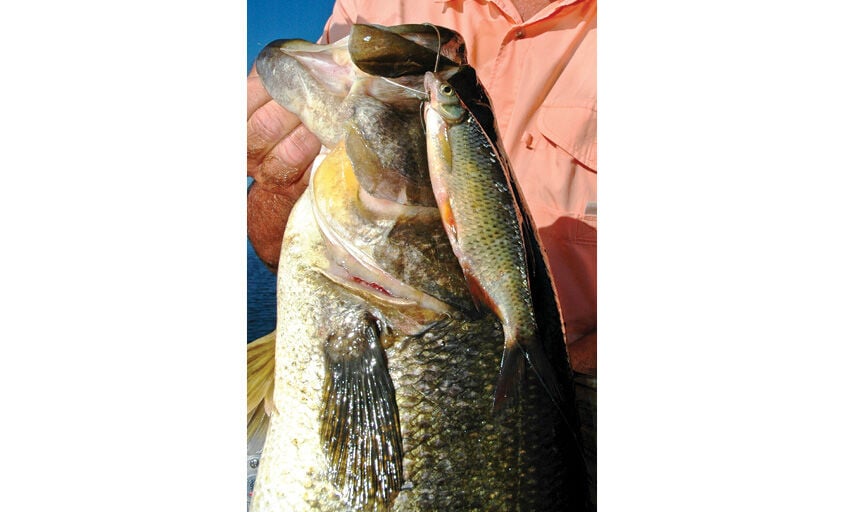 For catching big bass, no substitute for wild shiners