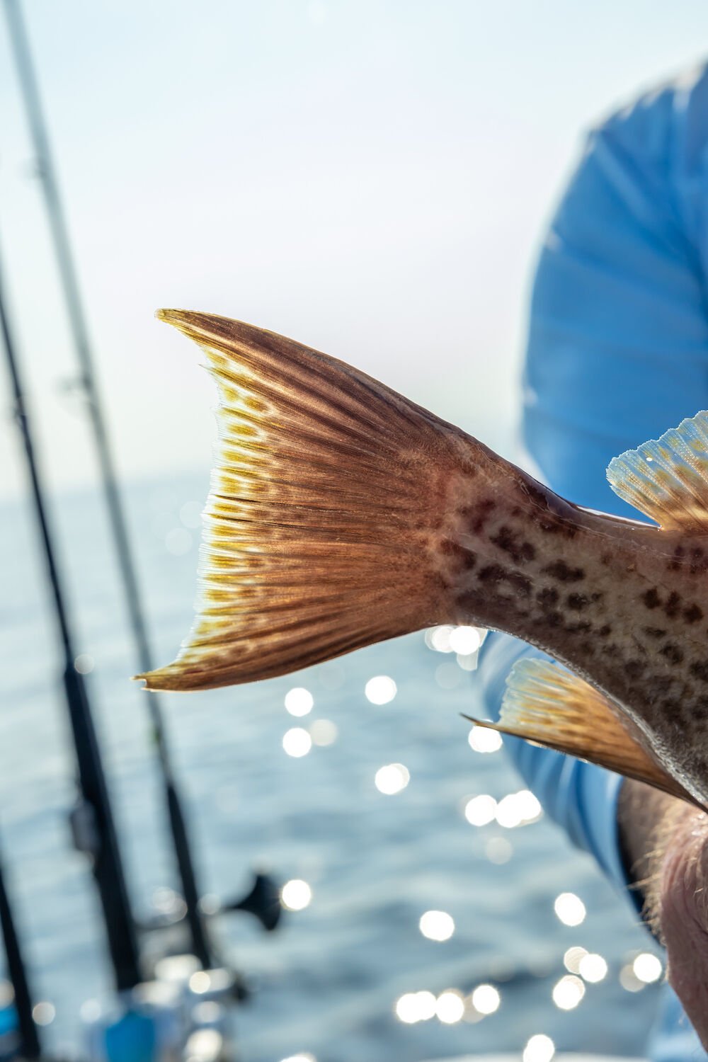 Expert Tactics for Targeting Scamp Grouper