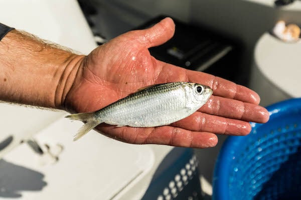 Baitfish Profiles: The Pilchard — Florida Sport Fishing, InShore