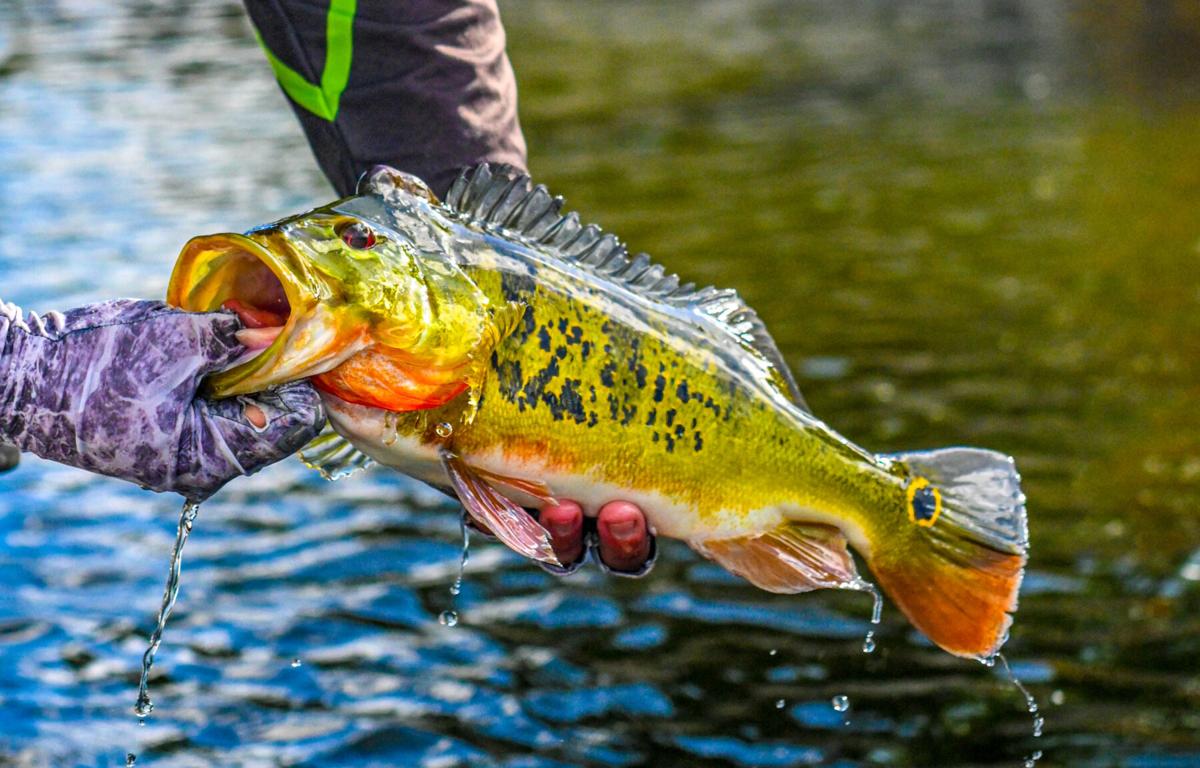 Florida Peacock Bass Pictures and Photos