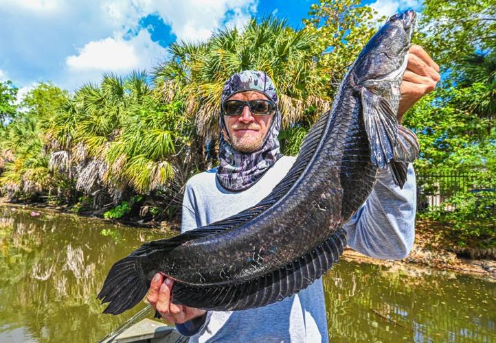 What You Should Look for When Chasing Snakeheads in Florida