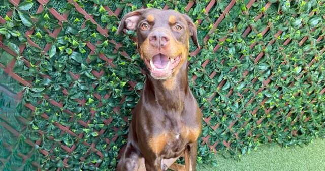 Find your new best friend at Palm Beach County animal care