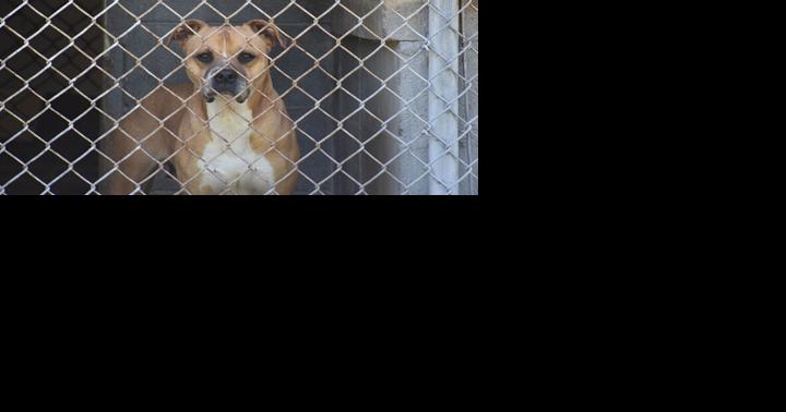 Animal shelter to host 'Pawsitively Purrfect Pets' | News - Vimarsana News