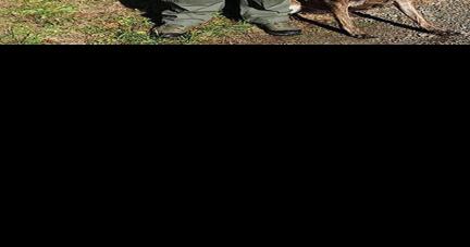 Floyd Sheriff's K9 teams compete in national event and certify, place | News - Vimarsana News
