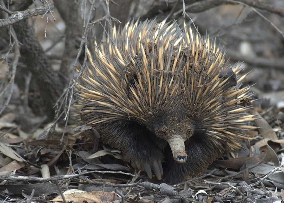 SPEAKING of NATURE A wild echidna  chase in Australia 