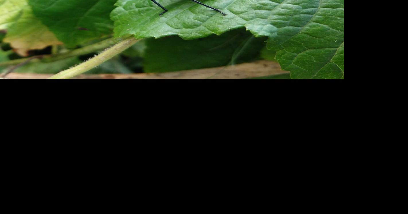 Watkins Glen park to become a spotted lanternfly trap