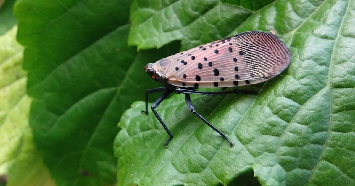 Watkins Glen park to become a spotted lanternfly trap