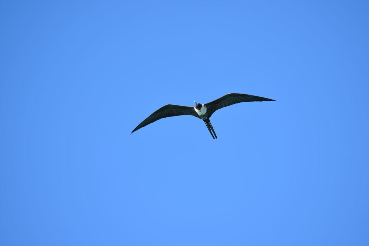 Speaking Of Nature Magnificent Frigate Birds Lifestyle Fltimes Com