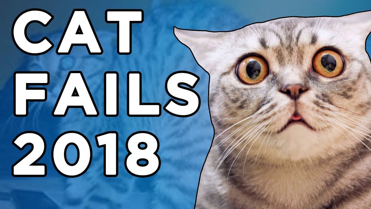 Hilarious Cats Videos 2018 Funny Fails Compilation