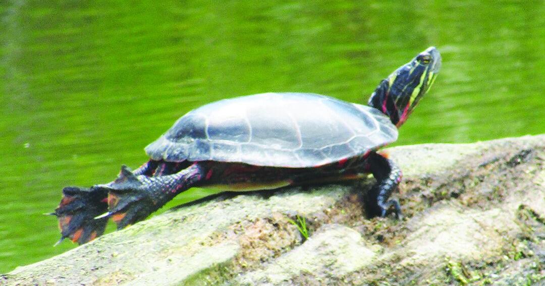 BEYOND THE FENCE: Tenacious turtles — A 'mind-boggling' natural ability ...