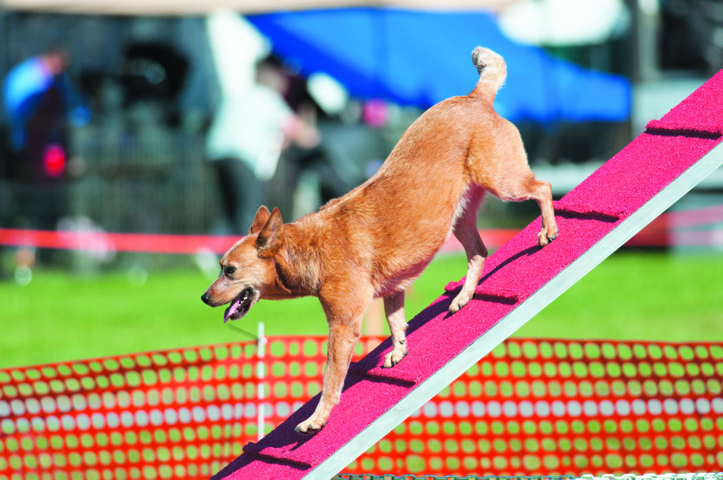 DOGS, DOGS, DOGS A look back at four days of conformity at Wine