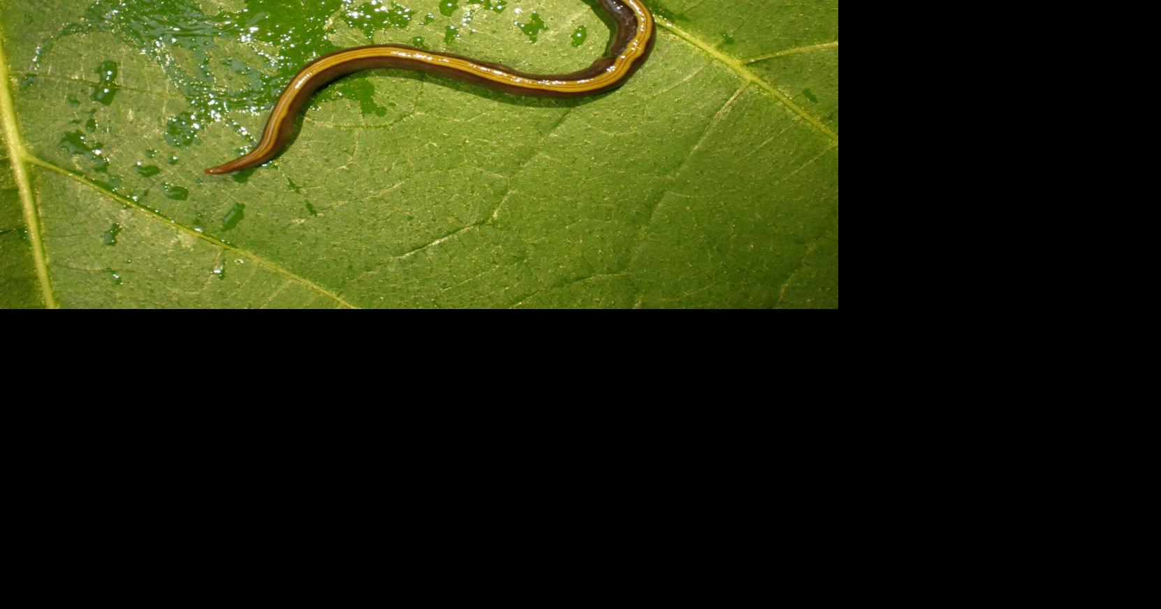 Study reveals cats and dogs helping spread an invasive species