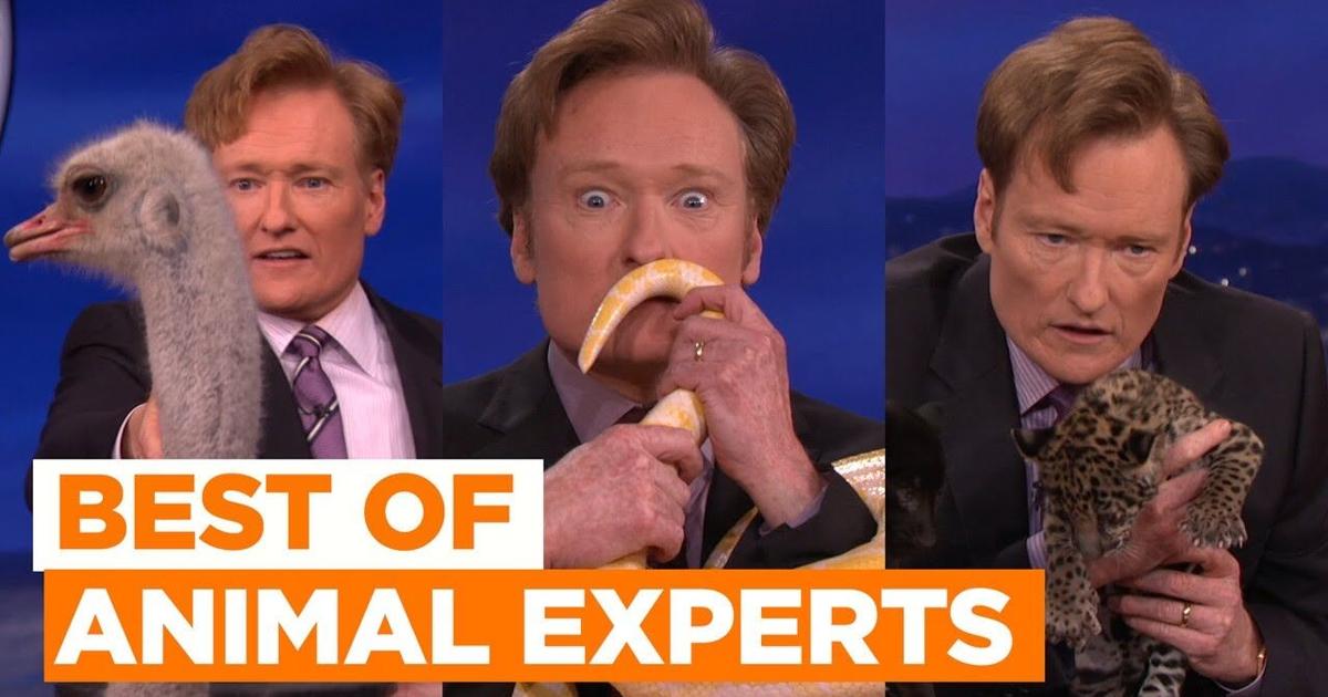 Python Vs Anteater Best Of Animal Experts: Burmese Python & Anteater | CONAN on TBS ...