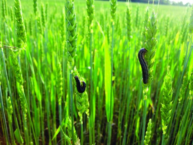 IPM, Cornell on front lines of armyworm invasion | News | fltimes.com