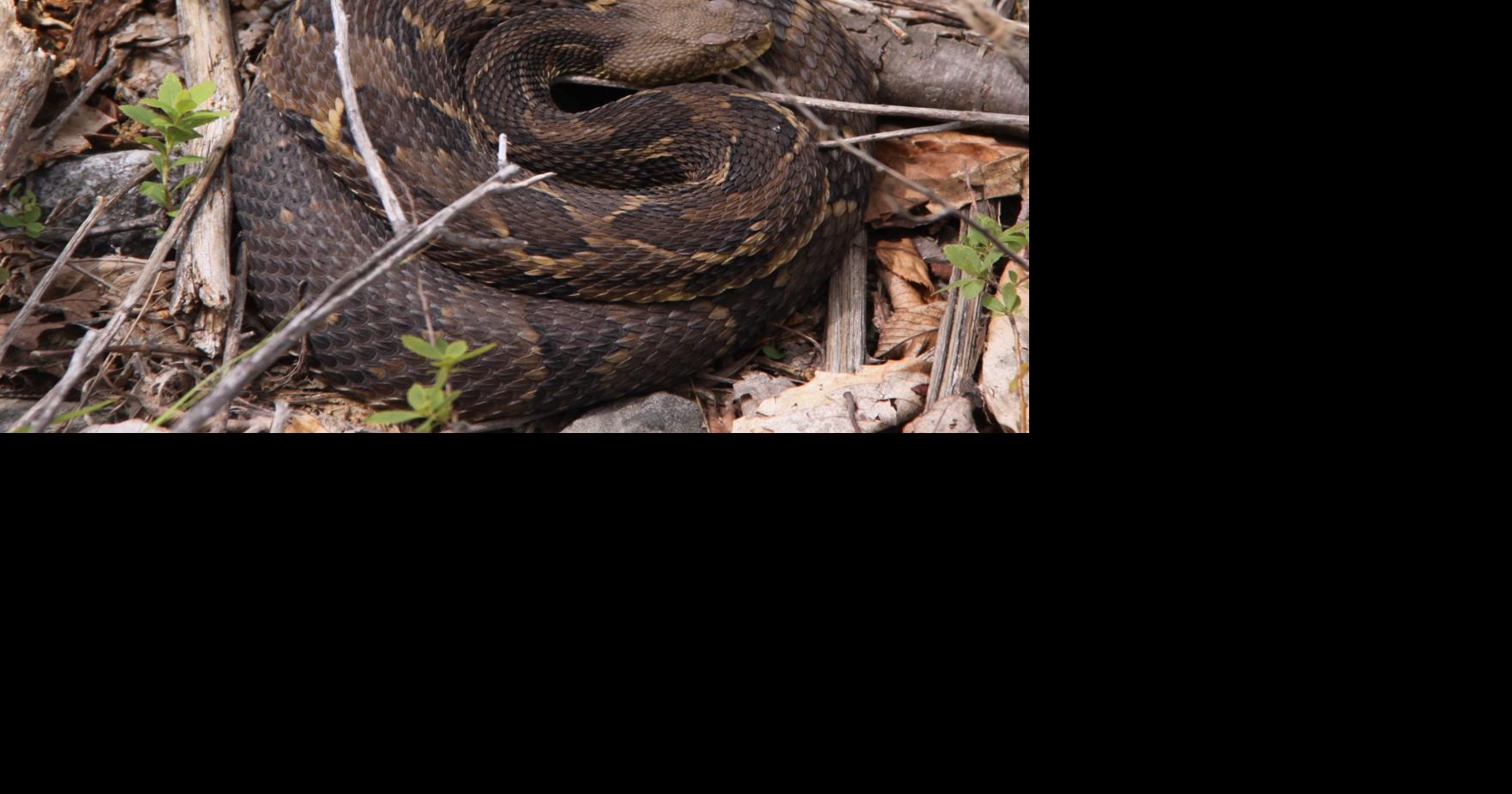 LOOKING BACK: Panthers, wolves and rattlesnakes ... life in early Yates ...
