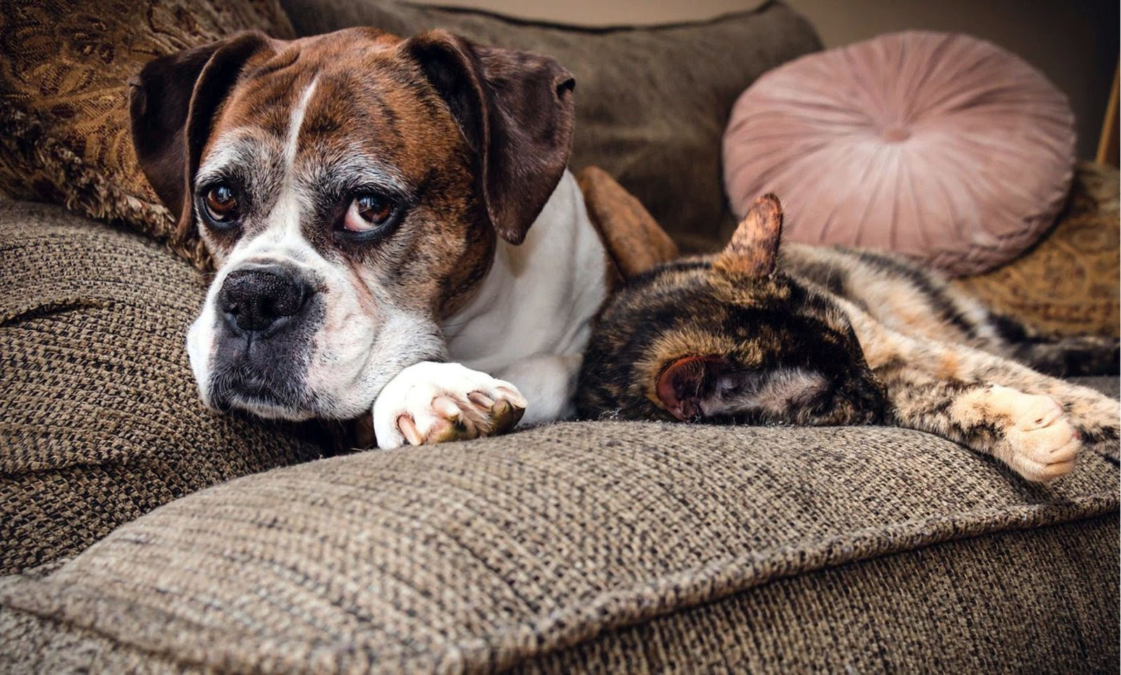 hornings farm puppies