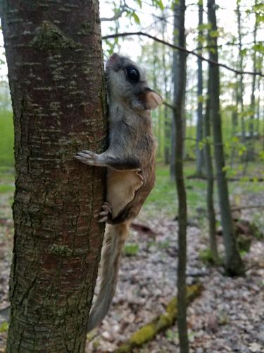 Tips to live catch a flying squirrel that worked for me 