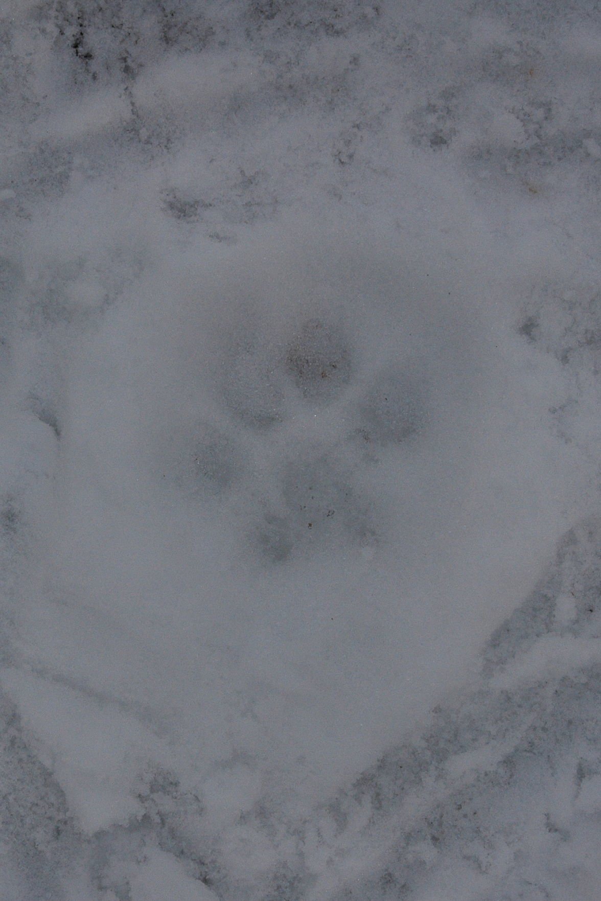 Featured image of post Cougar Paw Print In Snow / Cut out the shape and use it for coloring, crafts, stencils, and more.