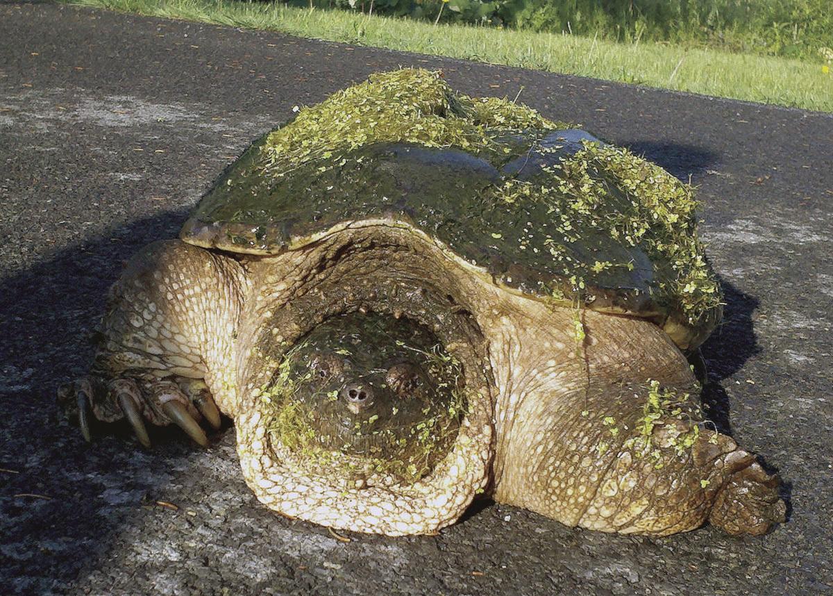SPEAKING OF NATURE: Snapping turtle on the road? Exercise caution ...