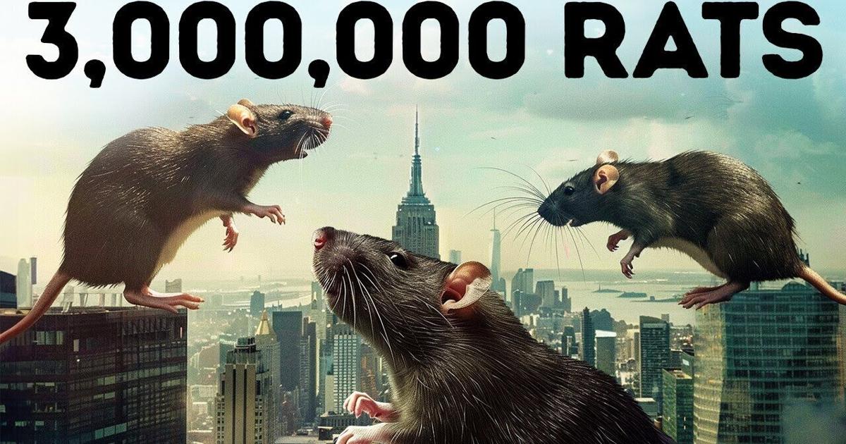 Rats Take Over the Biggest Cities, Your Place Is Next | Videos ...