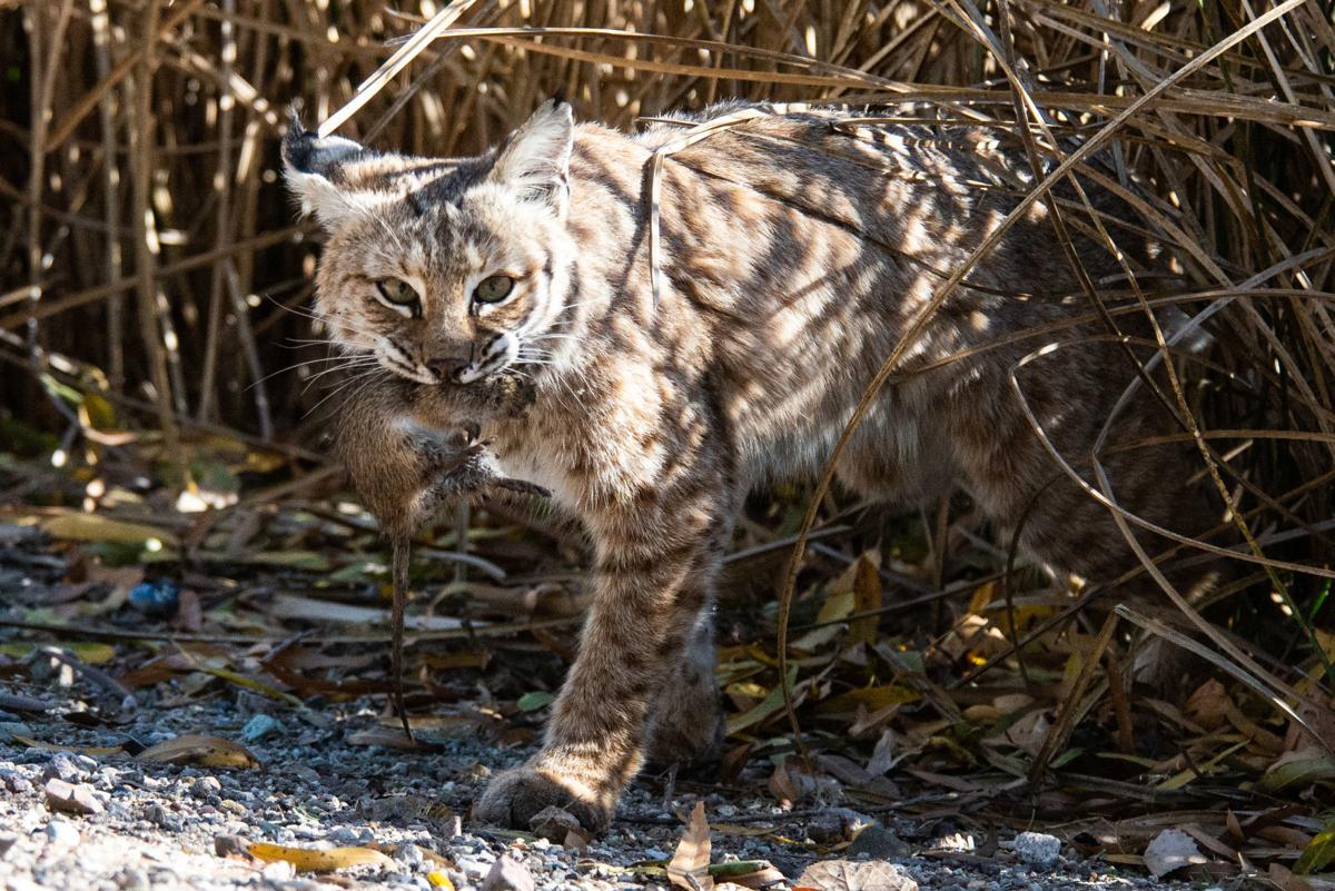 SPEAKING of NATURE A successful bobcat adventure Lifestyle