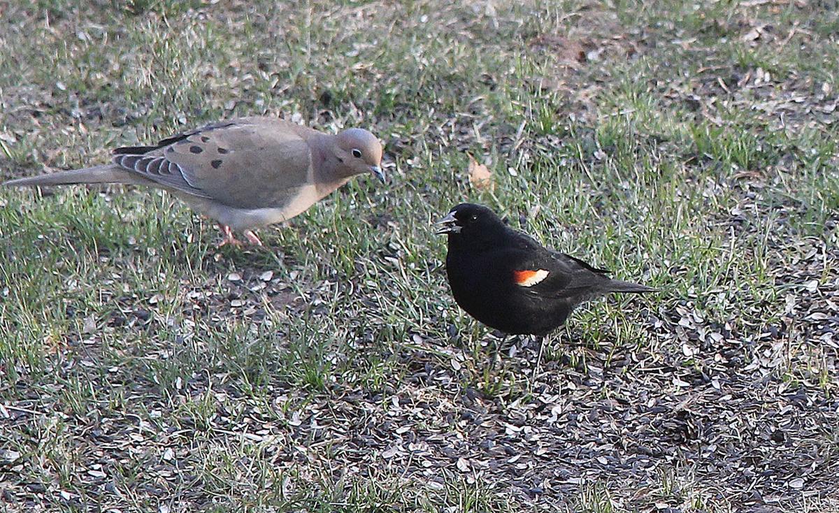 Seasonal blackbird attacks perplex pedestrians along lakefront, Jackson and  Washington parks, Evening Digest