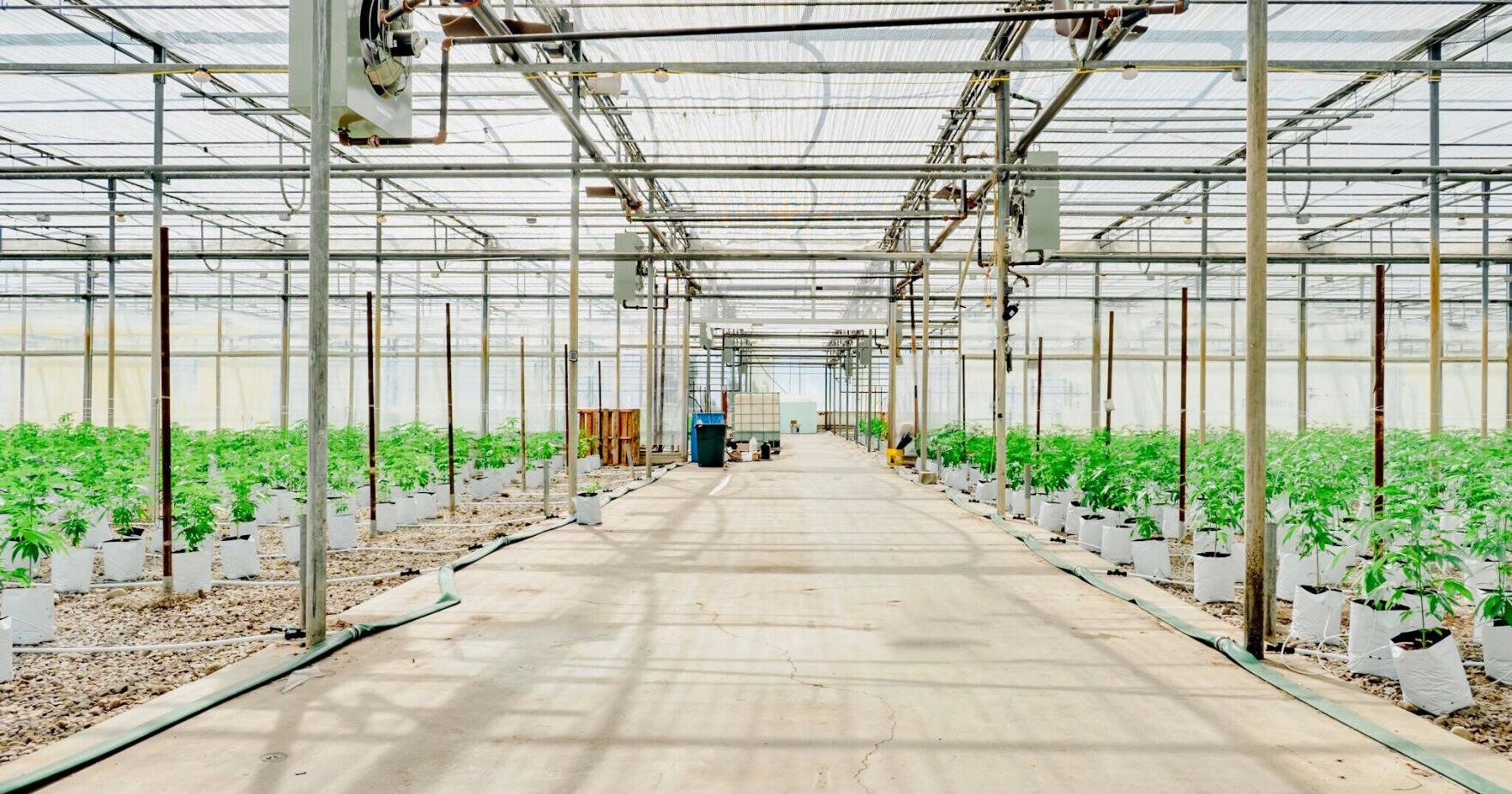 Honest Pharm, the Newark pot-growing operation, for sale for $23 million - Vimarsana News
