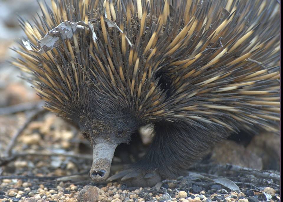 SPEAKING of NATURE A wild echidna  chase in Australia 