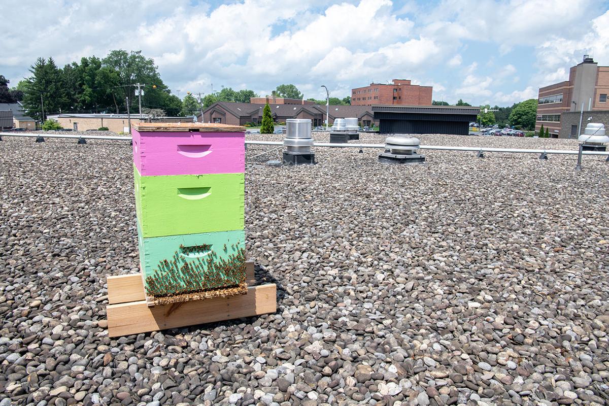 Up On The Roof Thousands Of Bees News Fltimes Com