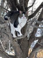 VIEWFINDER: Cat in tree