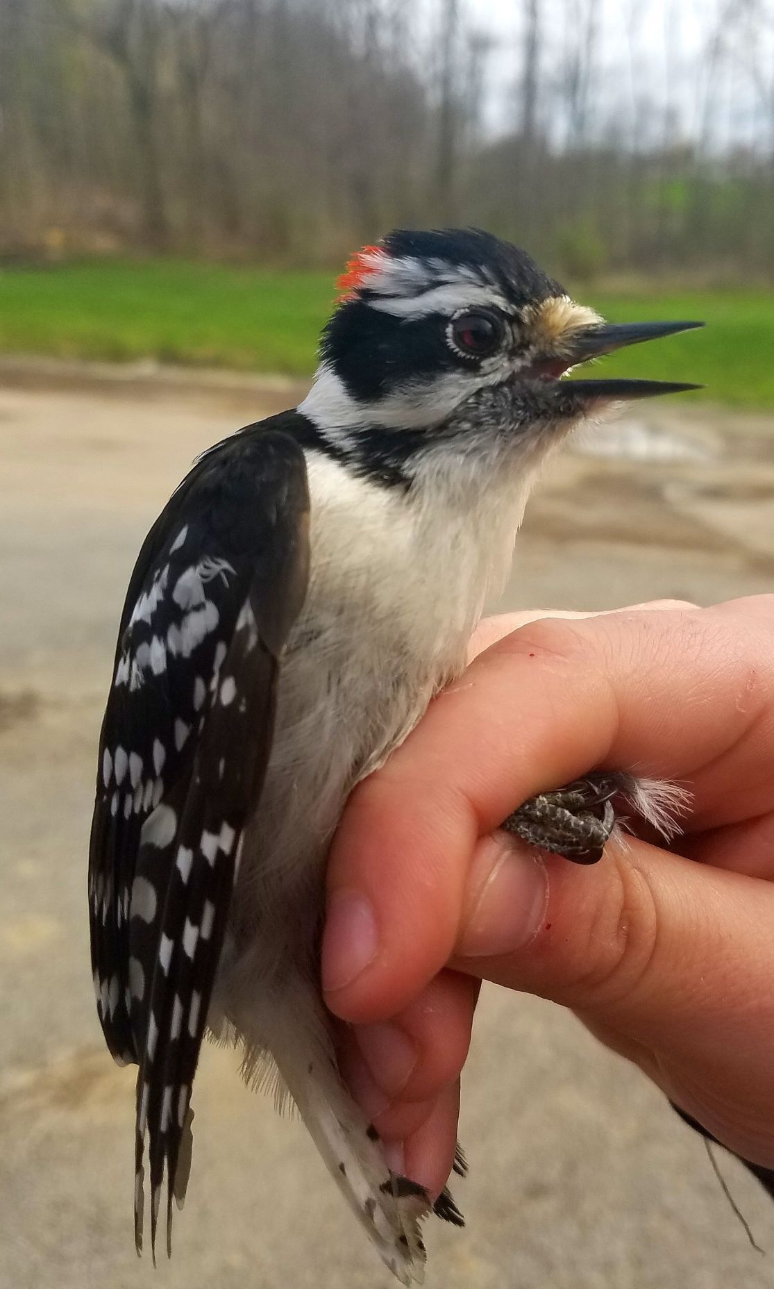 SPEAKING of NATURE The amazing adaptations of woodpeckers Lifestyle