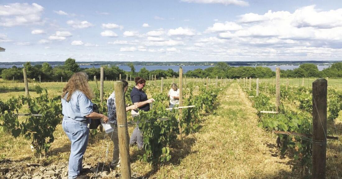 AGRICULTURE: NYS launches grapevine certification program Business
