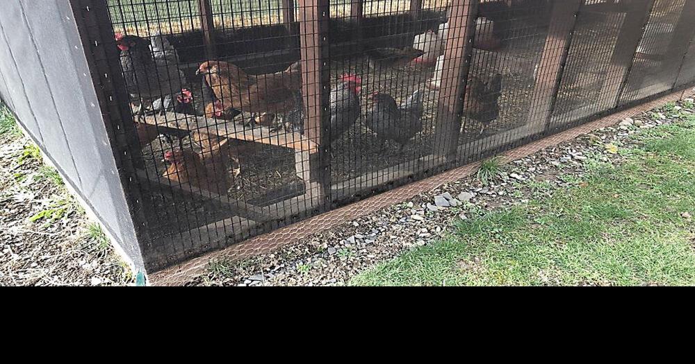 Jail program laying dividends Hens producing dozens of eggs at Seneca