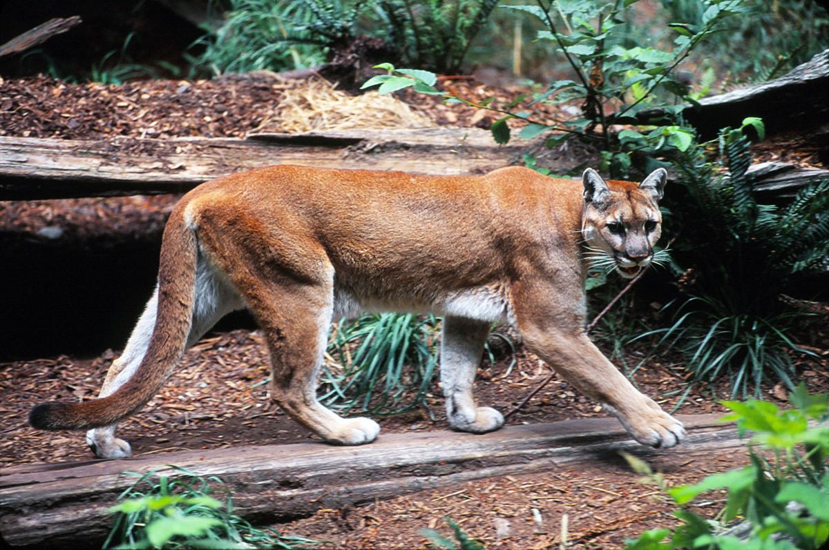 SPEAKING OF NATURE: Mountain lions may pass through, but ...