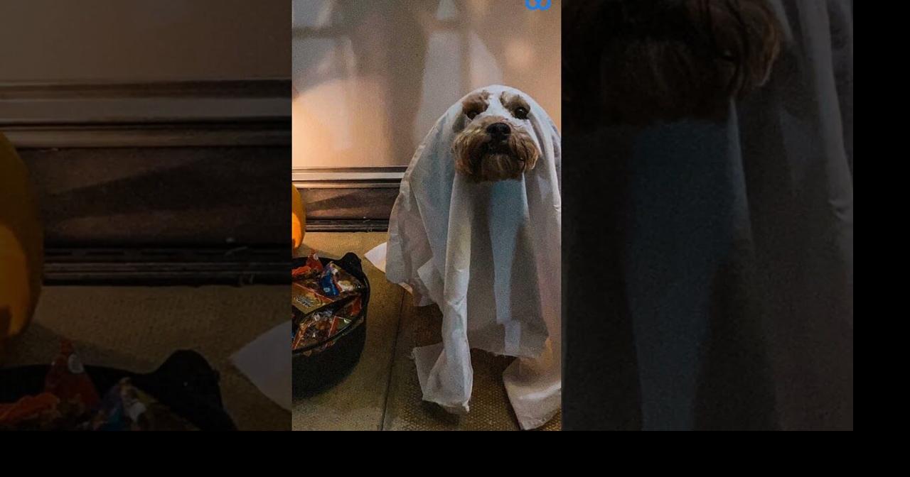 How To Create A Pet Friendly Haunted House| Waggle | | fltimes.com