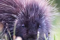 Fishers are elusive and confusing to us humans; Porcupines know