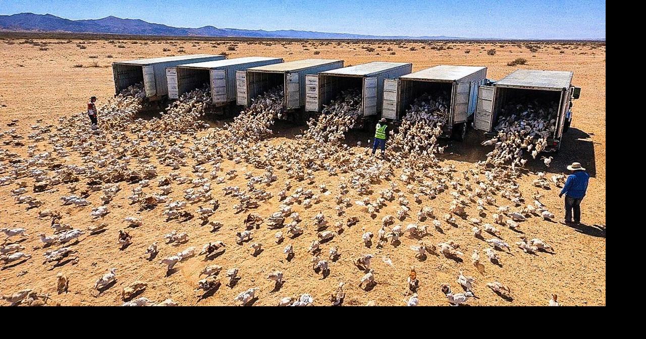 They Let a Million Rabbits Loose in a Desert, What Happened Next ...