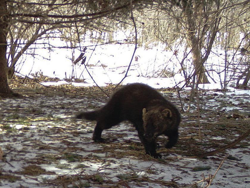 Speaking Of Nature Fishers Are Back Lifestyle Fltimes Com