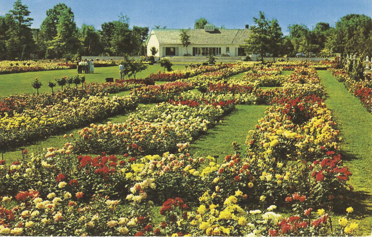 TBT Wayne Rose Gardens in Newark